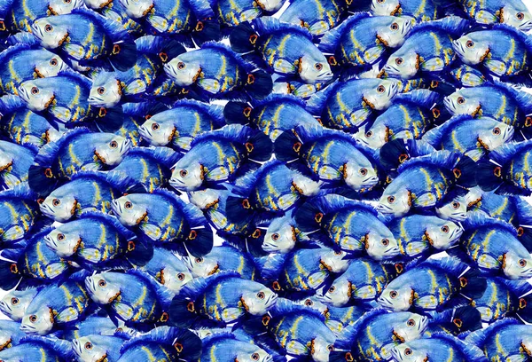 Голубые Экзотические Рыбы Полной Раме — стоковое фото