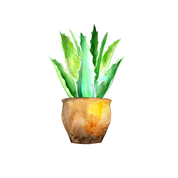 Aloe Vera Vaso Isolato Fondo Bianco — Foto Stock