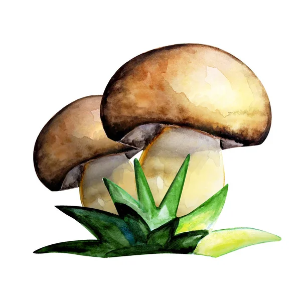 Dois Cogumelos Aquarela Com Folhas Fundo Branco — Fotografia de Stock