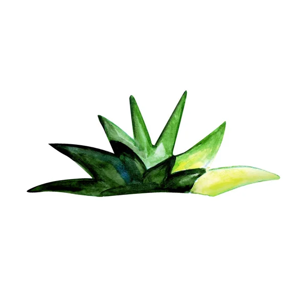 illustration of green plant on white background