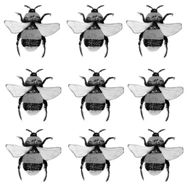 arı suluboya desen hayvan