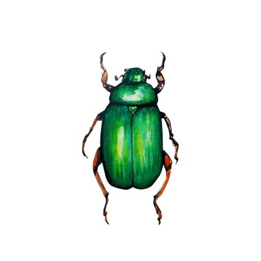suluboya desenle beetle