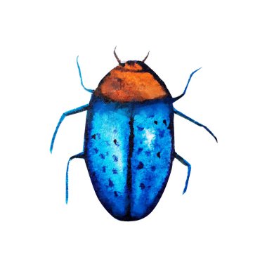 suluboya desenle beetle