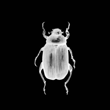 suluboya desenle beetle