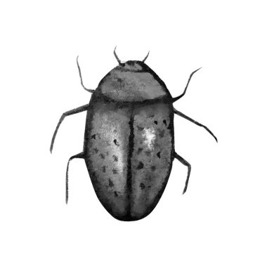 suluboya desenle beetle