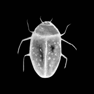 suluboya desenle beetle