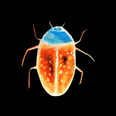 suluboya desenle beetle