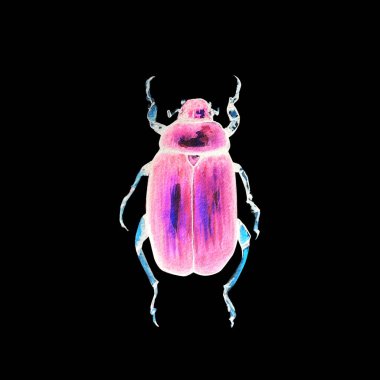 suluboya desenle beetle
