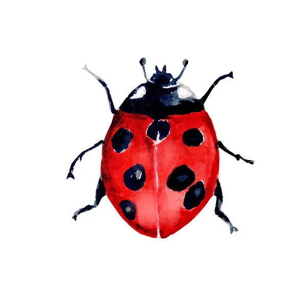 Beetle Ladybird Akvarell Djur — Stockfoto