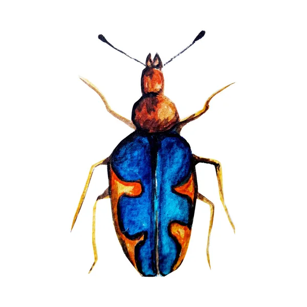 Escarabajo Con Patrón Acuarela —  Fotos de Stock