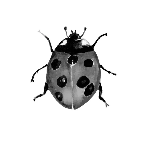 Beetle Ladybird Akvarell Djur — Stockfoto