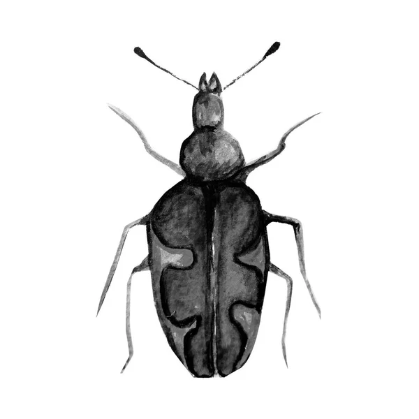 Beetle Watercolour Pattern — Stock Photo, Image