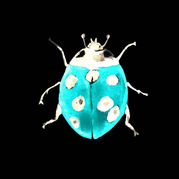 Beetle Ladybird Watercolour Animal — Stock Photo, Image