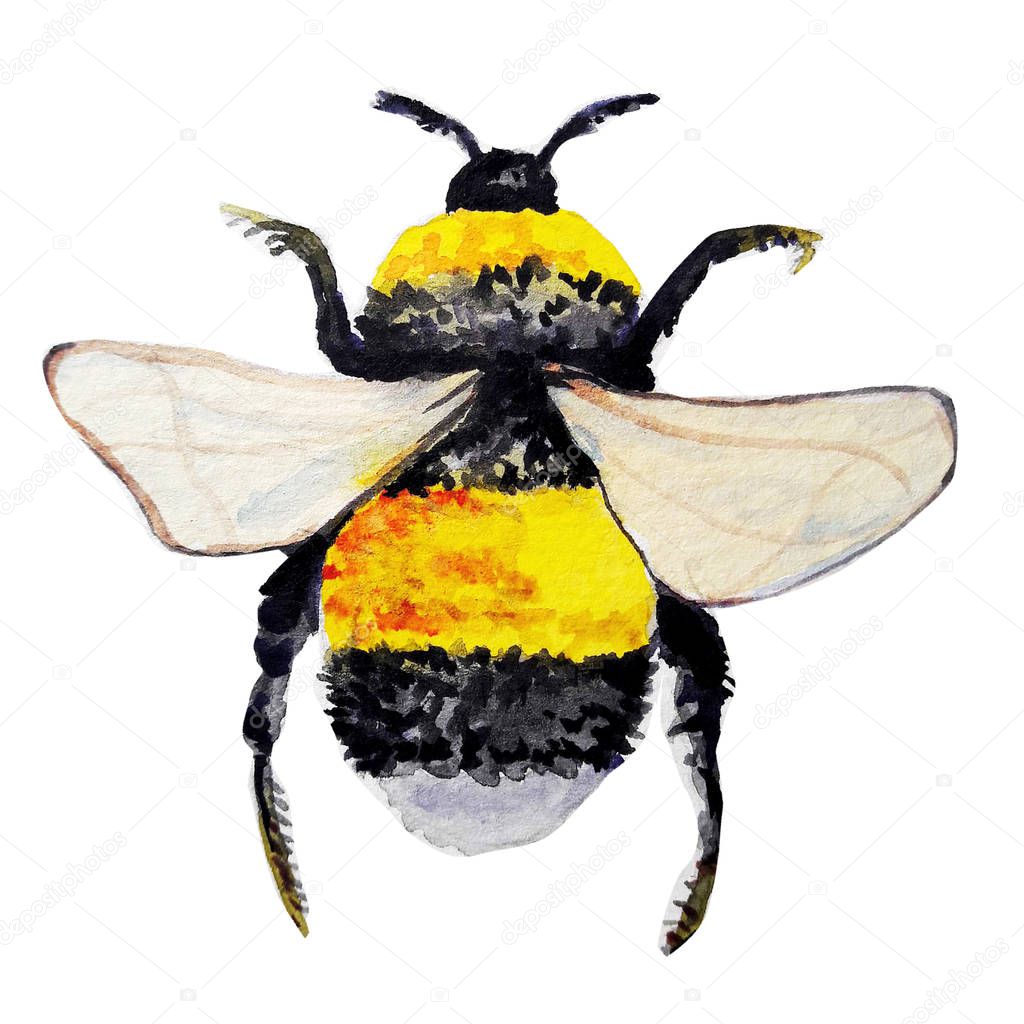 bee watercolour pattern animal