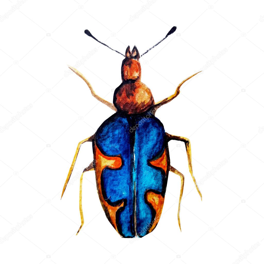 beetle with watercolour pattern