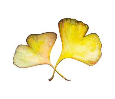 Ginkgo Biloba Yaprak illüstrasyon
