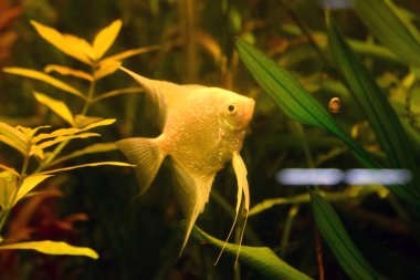 Güzellik akvaryum doğa