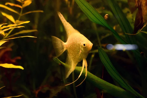 Naturaleza Del Acuario Belleza — Foto de Stock