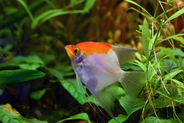 Güzellik akvaryum doğa