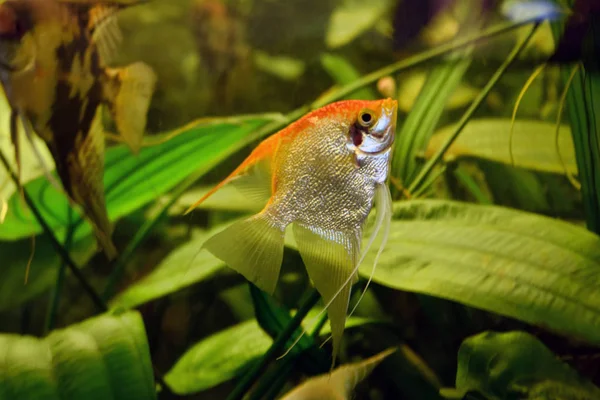 Die Schönheit Des Aquariums Natur — Stockfoto