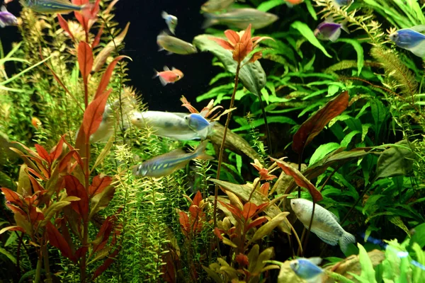 Die Schönheit Des Aquariums Natur — Stockfoto