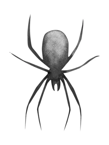 Suluboya Izole Örümcek Hayvan — Stok fotoğraf