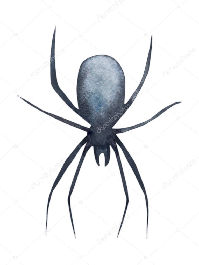 Watercolour isolated spider animal