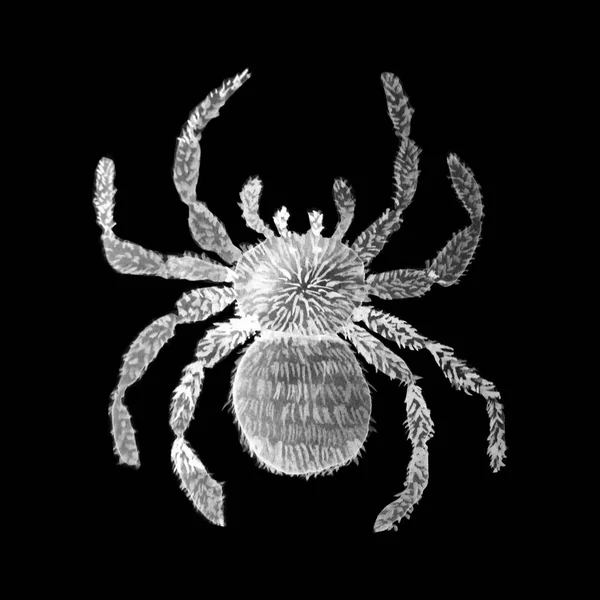 水彩孤立したタランチュラのクモ — ストック写真