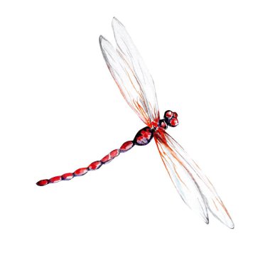 su renk resim dragon fly