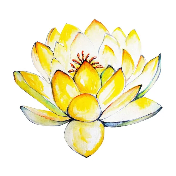 water color painting water lily