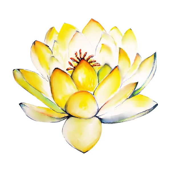 water color painting water lily