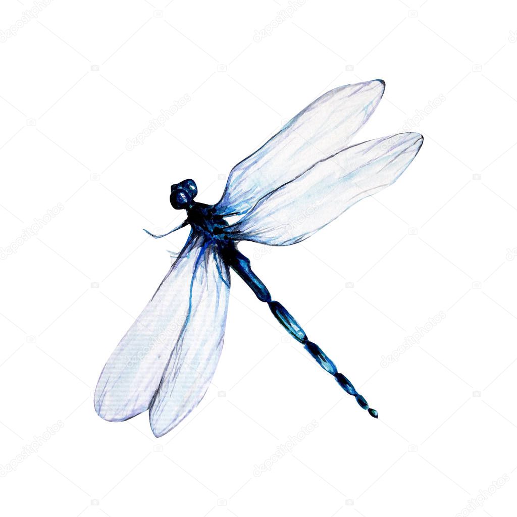 Water color painting dragon fly