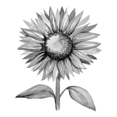 beyaz arka plan üzerinde ayçiçeği illüstrasyon