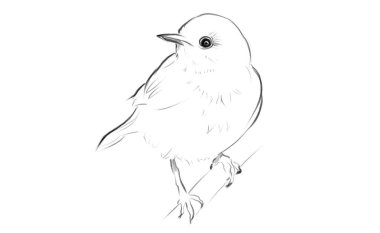 güzel kuş hat illüstrasyon