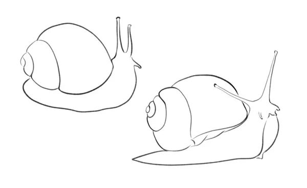 Beautiful Snail Line Illustration — Stock Photo, Image