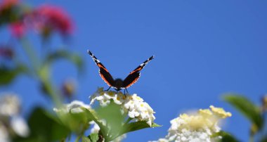 yaz, seçici odak çiçek üzerinde kelebek monarch