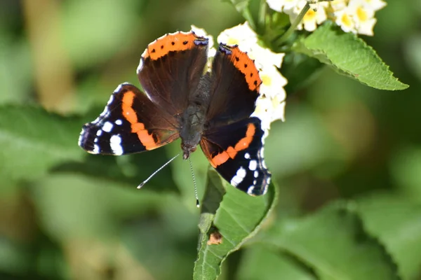Monarque Papillon Sur Feuilles Vertes Été Mise Point Sélective — Photo