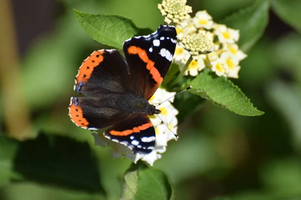 Monarca Borboleta Folhas Verdes Verão Foco Seletivo — Fotografia de Stock