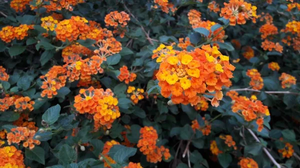 橙色花的特写 选择性聚焦 — 图库照片
