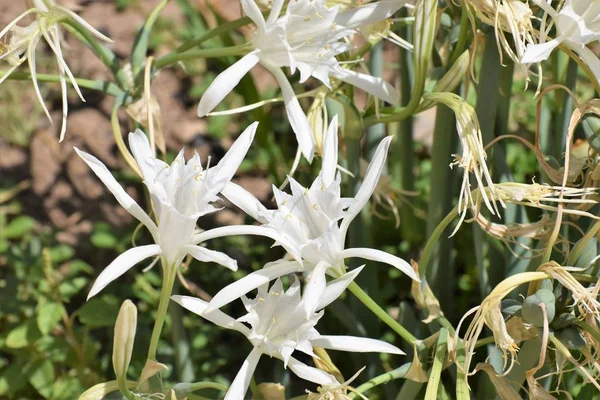 Close Small White Lilies — Stock Photo, Image