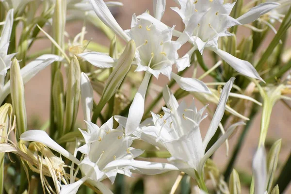 Detailní Záběr Malých Bílých Lilií — Stock fotografie