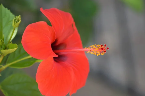 特写多彩的花 选择性聚焦 — 图库照片