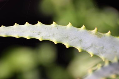 Aloe vera tropikal yeşil bitkiler olduğunu 