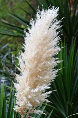 Pampa otu kabarık spikelets 