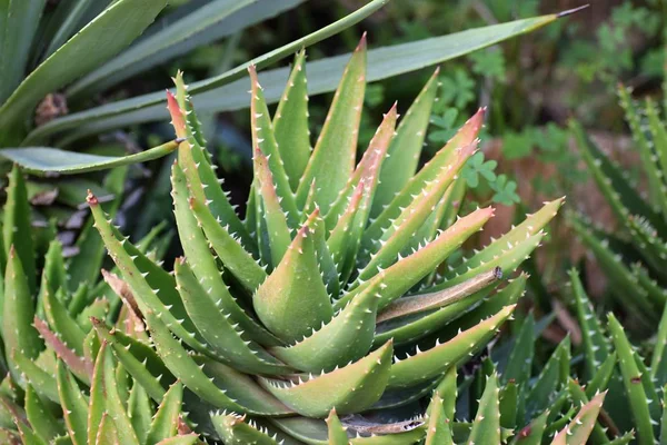 Close Green Cactus Plants — Stock Photo, Image