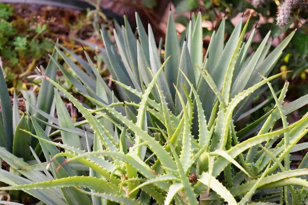 Aloe Vera Tropické Zelené Rostliny — Stock fotografie