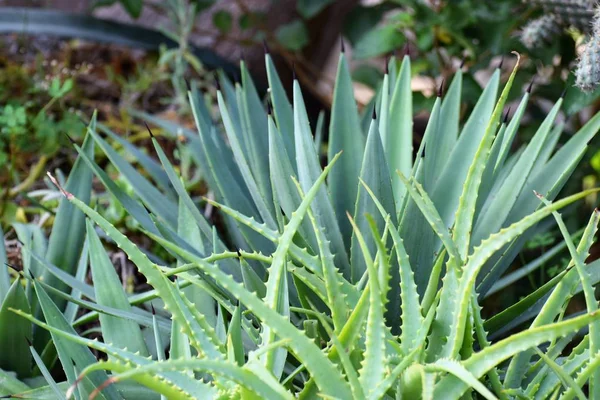 Aloe Vera Plantas Tropicales Verdes —  Fotos de Stock