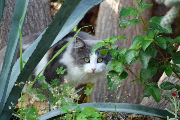 Gros Plan Chat Assis Dans Les Fleurs — Photo