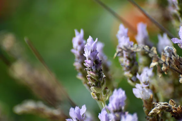 Grüne Blätter Und Lavendelblüten Selektiver Fokus — Stockfoto