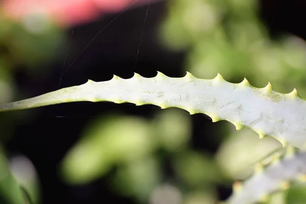 Aloe Vera Ist Eine Tropische Grüne Pflanze — Stockfoto